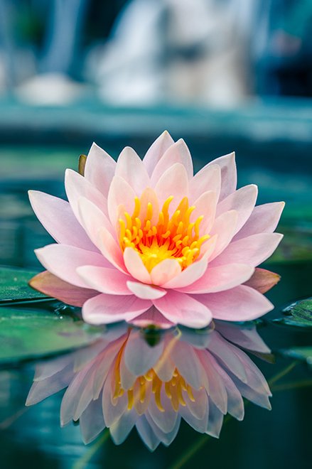 Lotus